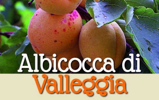 ALBICOCCA DI VALLEGGIA 2025